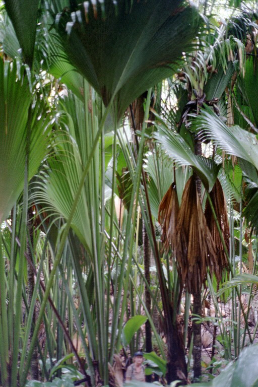 Palmwedel.jpg