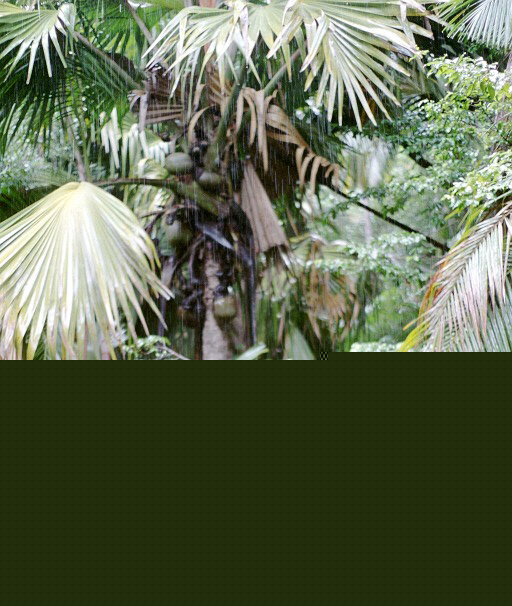 Valle de Mai.jpg